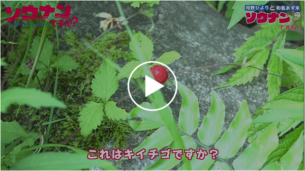 「ソウナンですね」その11